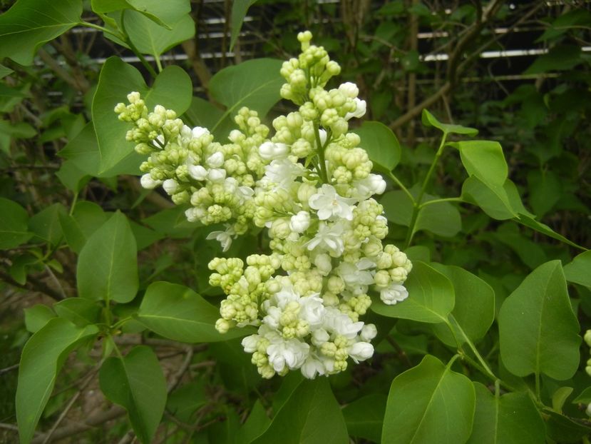 White Lilac Tree (2018, April 15) - Syringa vulgaris White