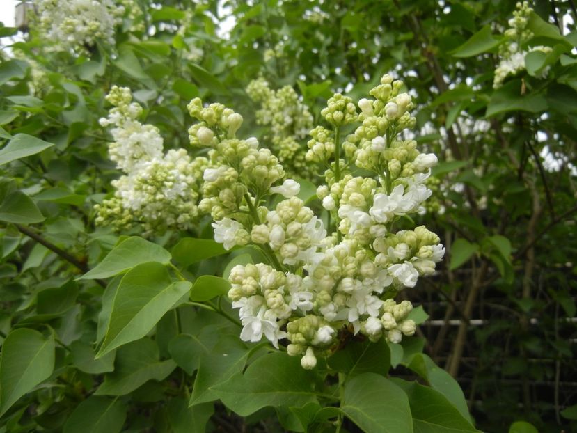 White Lilac Tree (2018, April 15) - Syringa vulgaris White