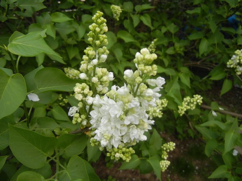 White Lilac Tree (2018, April 15) - Syringa vulgaris White