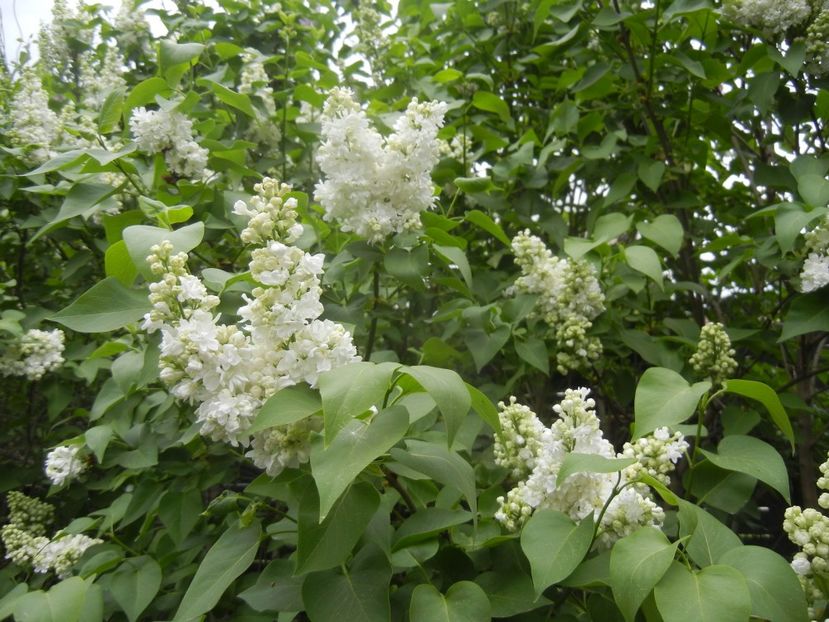 White Lilac Tree (2018, April 18) - Syringa vulgaris White