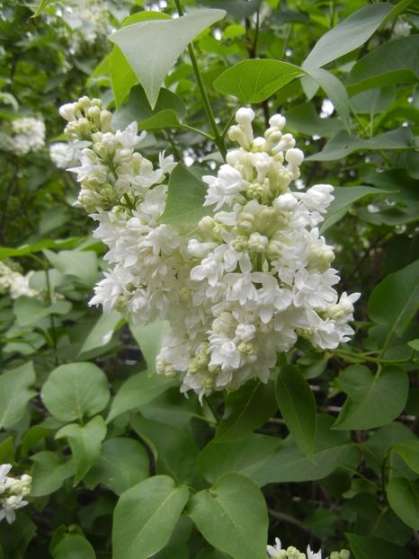 White Lilac Tree (2018, April 18) - Syringa vulgaris White