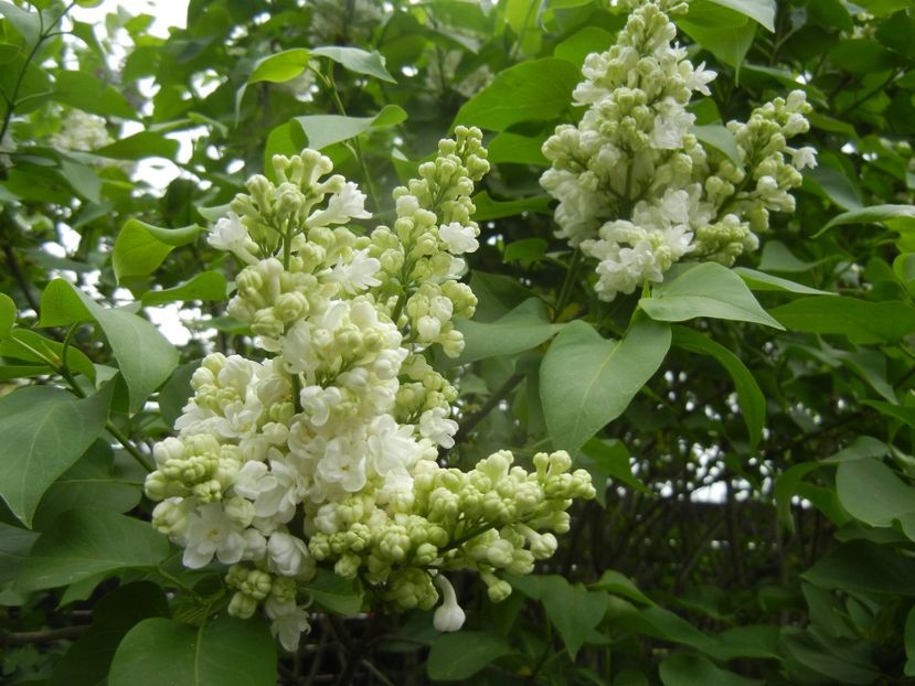 White Lilac Tree (2018, April 18) - Syringa vulgaris White