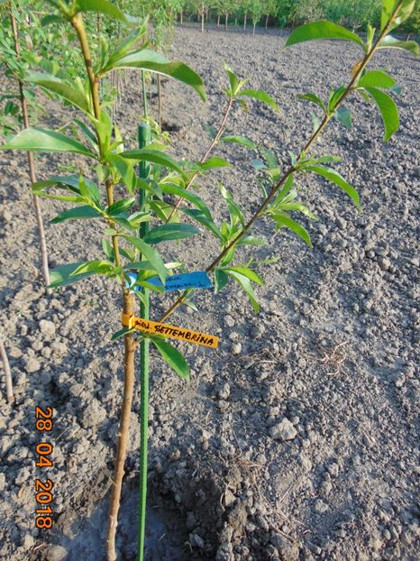 piersic SETTEMBRINA - Aprilie 2018 - piersic SETTEMBRINA