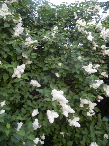 White Lilac Tree (2018, April 27) - Syringa vulgaris White
