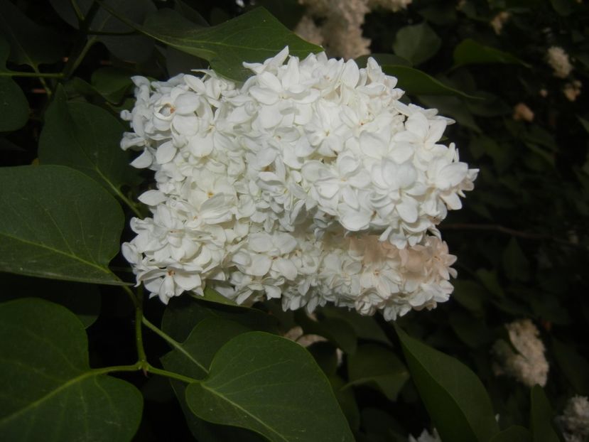 White Lilac Tree (2018, April 27) - Syringa vulgaris White