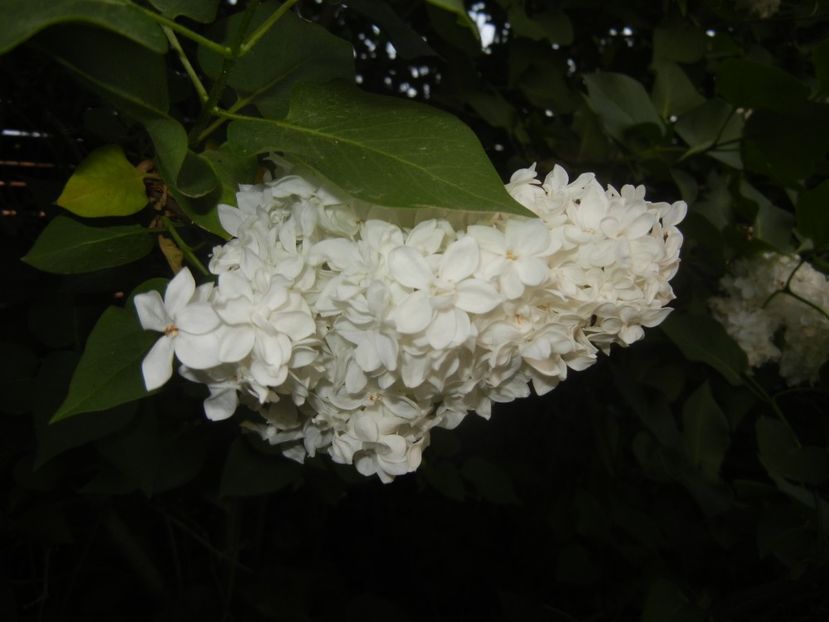 White Lilac Tree (2018, April 27) - Syringa vulgaris White