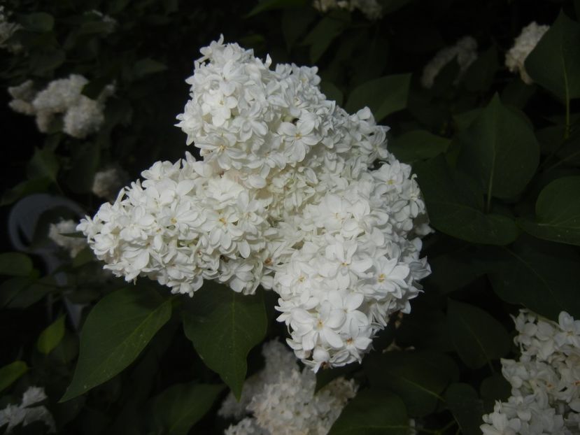 White Lilac Tree (2018, April 27) - Syringa vulgaris White