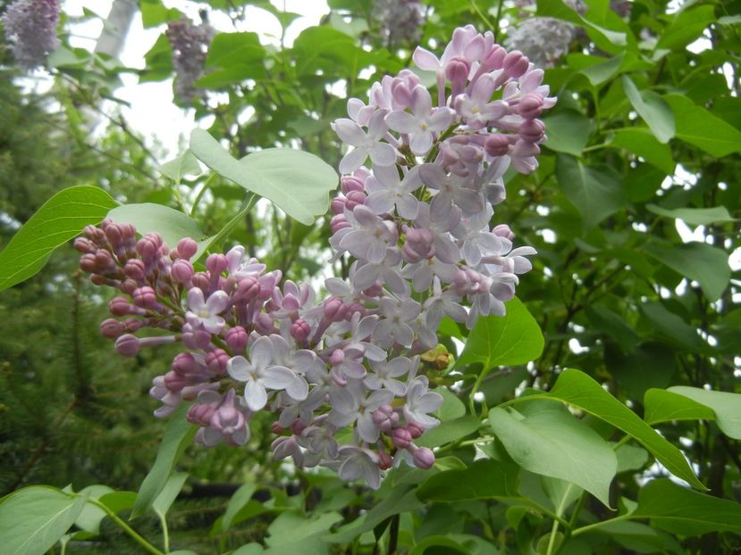 Syringa vulgaris_Lilac (2018, April 18) - Syringa vulgaris Lilac