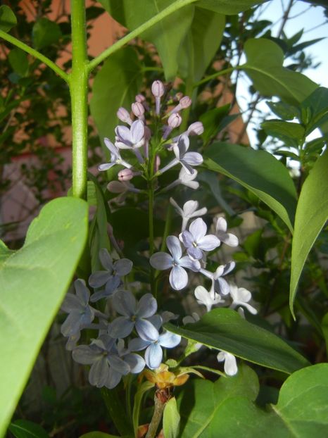 Syringa vulgaris_Lilac (2018, April 21) - Syringa vulgaris Lilac
