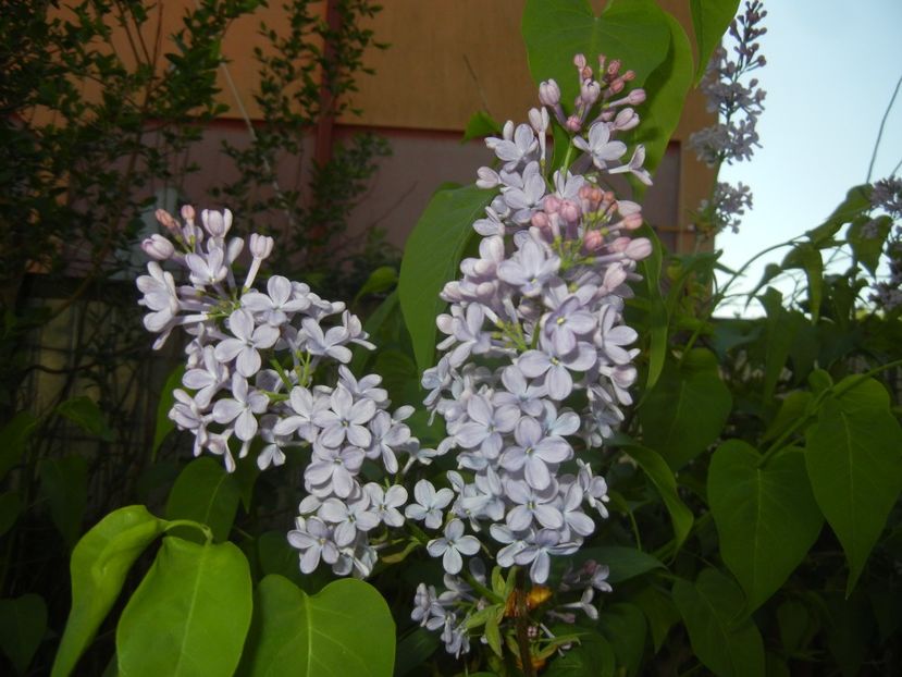Syringa vulgaris_Lilac (2018, April 21) - Syringa vulgaris Lilac