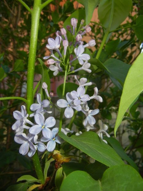 Syringa vulgaris_Lilac (2018, April 21) - Syringa vulgaris Lilac