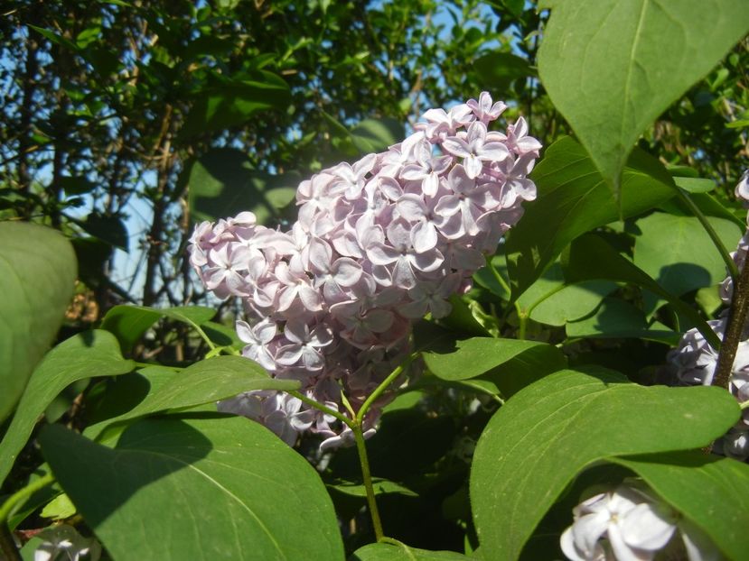 Syringa vulgaris_Lilac (2018, April 23) - Syringa vulgaris Lilac