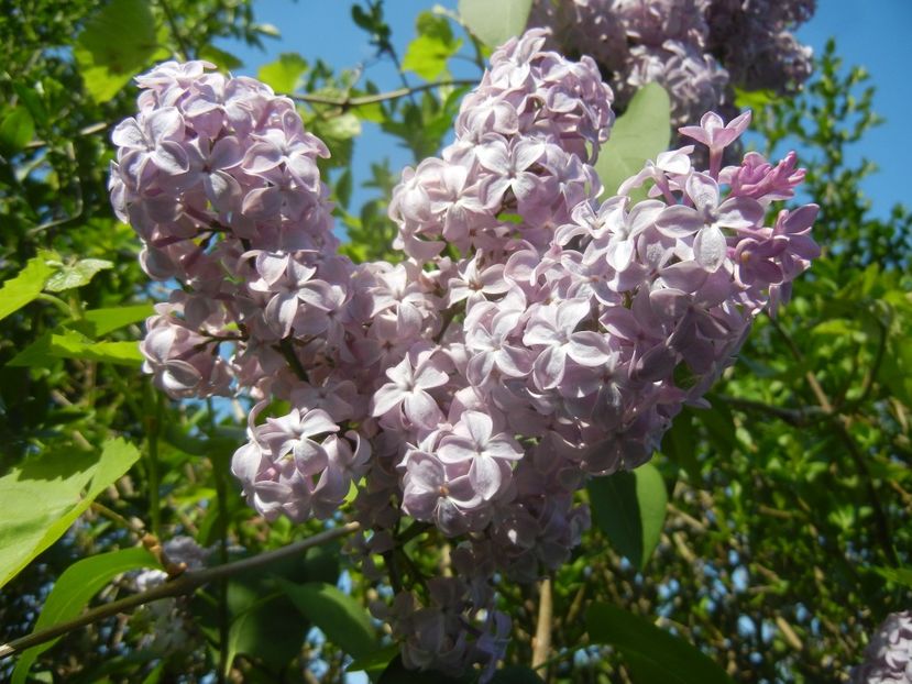 Syringa vulgaris_Lilac (2018, April 23) - Syringa vulgaris Lilac