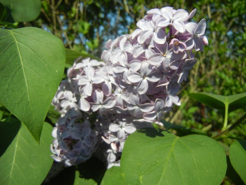 Syringa vulgaris_Lilac (2018, April 23) - Syringa vulgaris Lilac