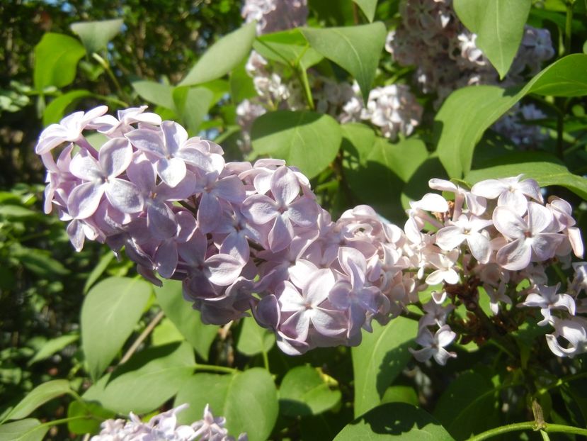 Syringa vulgaris_Lilac (2018, April 23) - Syringa vulgaris Lilac