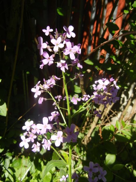 2017, May 21 - 05 Garden in May