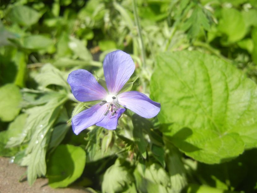 2017, May 21 - 05 Garden in May