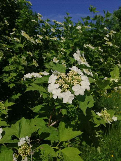 IMG-20180428-WA0086 - Gradina botanica