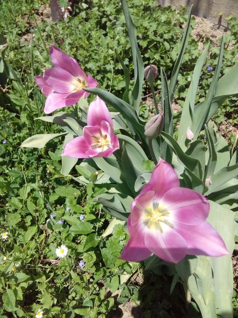  - AAAAA_LALELE 2016_2017_2018_2019