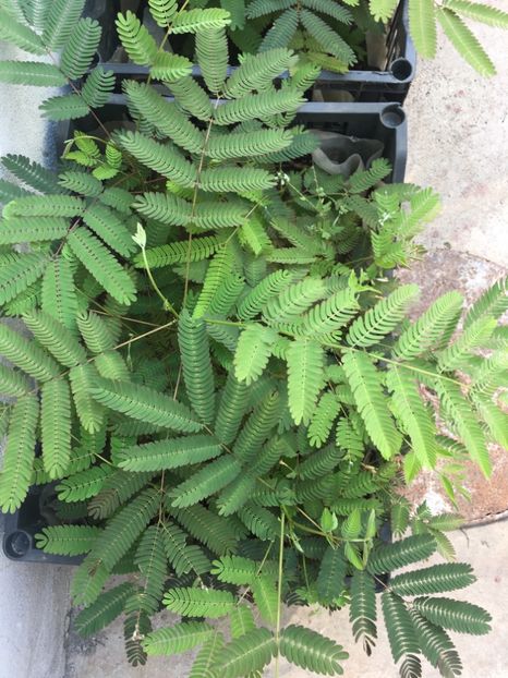 Albitia 1 m -15 lei - De vanzare 2018