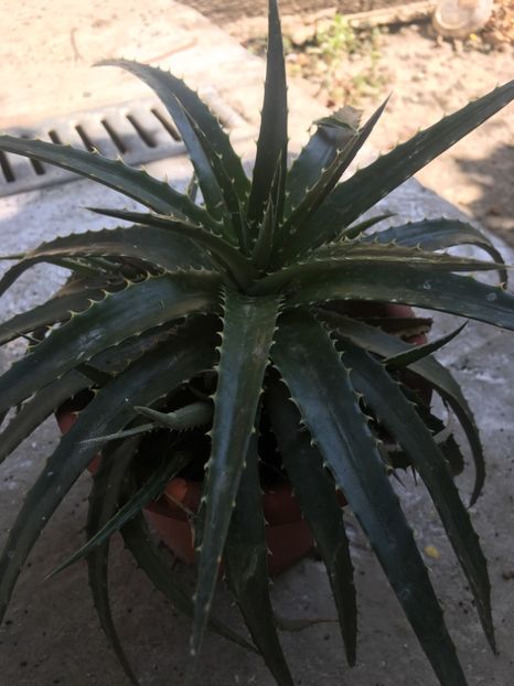 5 lei puiul - De vanzare 2018