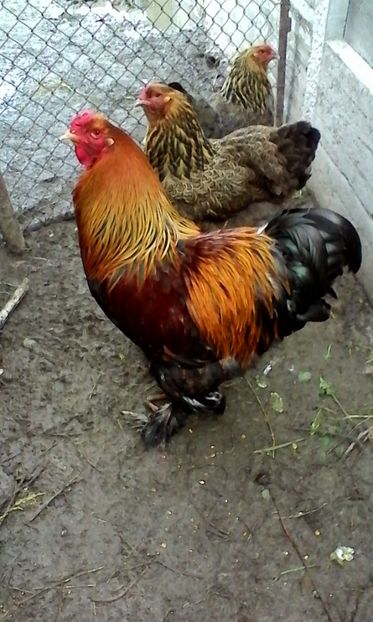 jolti - brahma herminat inchis