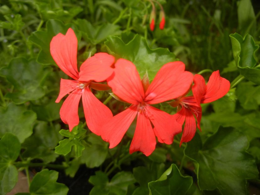 Mini Cascade Red (2018, April 17) - Ivy-geranium Mini Cascade Red