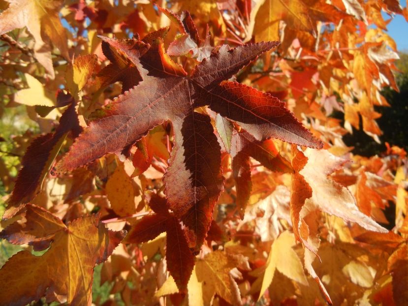 2017, October 17 - 03 AUTUMN Colors_Toamna