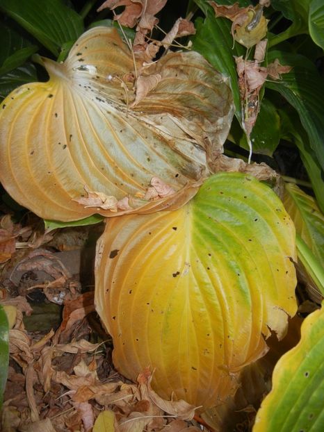2017, October 18 - 03 AUTUMN Colors_Toamna