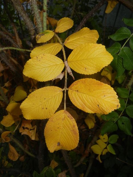 2017, October 18 - 03 AUTUMN Colors_Toamna