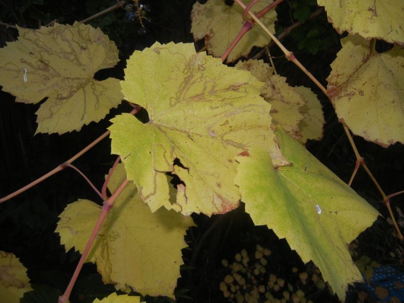 2017, October 18 - 03 AUTUMN Colors_Toamna