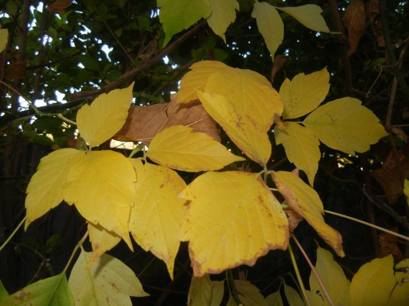 2017, October 18 - 03 AUTUMN Colors_Toamna