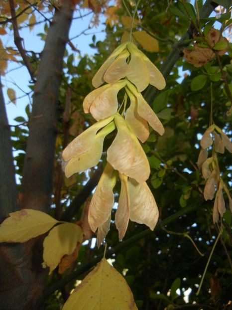 2017, October 18 - 03 AUTUMN Colors_Toamna