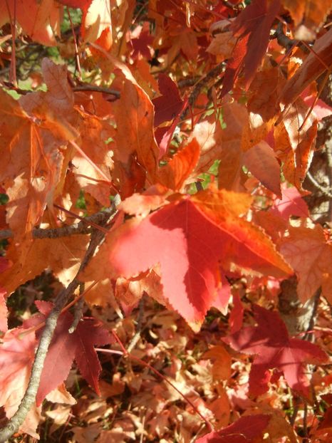 2017, October 19 - 03 AUTUMN Colors_Toamna