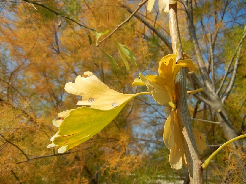 2017, October 21 - 03 AUTUMN Colors_Toamna
