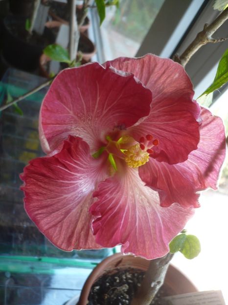 29.04.2018 - HIBISCUSI 2018-1