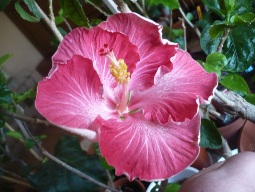 P1360676 - HIBISCUSI 2018-1