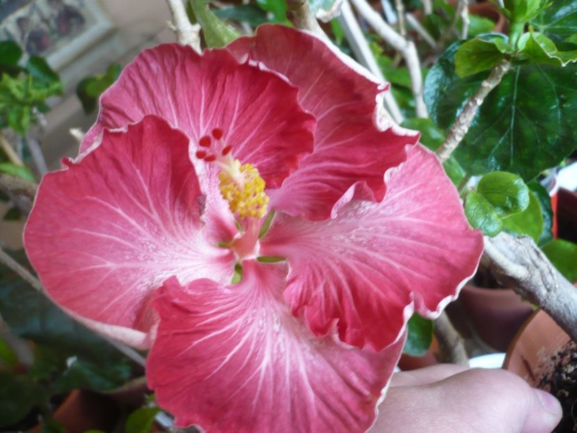 P1360677 - HIBISCUSI 2018-1