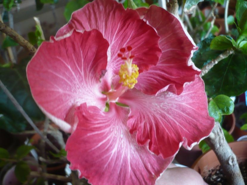 P1360678 - HIBISCUSI 2018-1