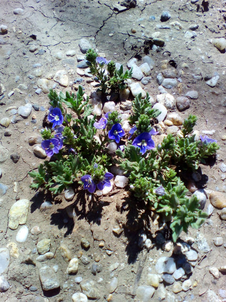  - curtea cu toate cele 2018