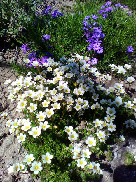  - curtea cu toate cele 2018