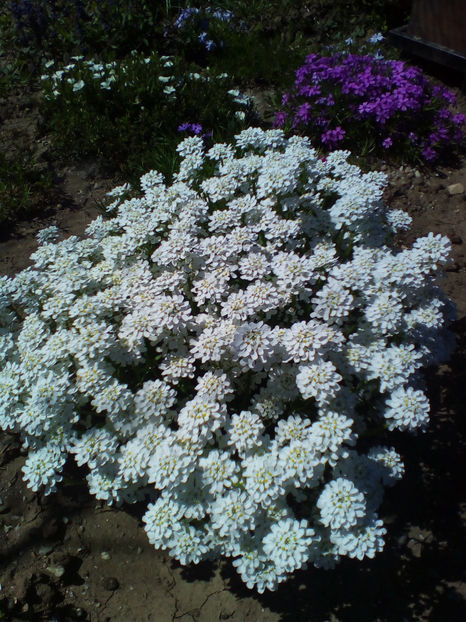  - curtea cu toate cele 2018