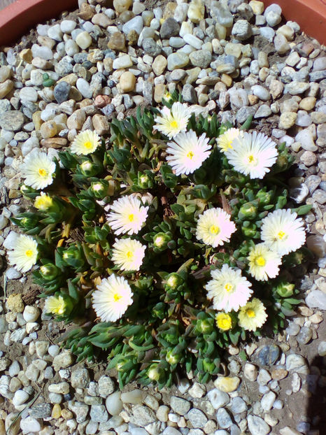  - curtea cu toate cele 2018