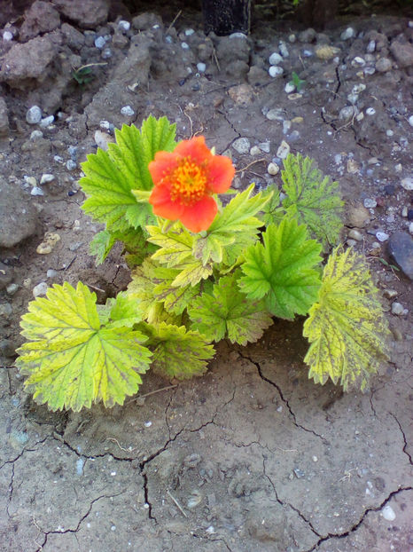  - curtea cu toate cele 2018