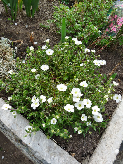  - 2018 - 01 - Primavara