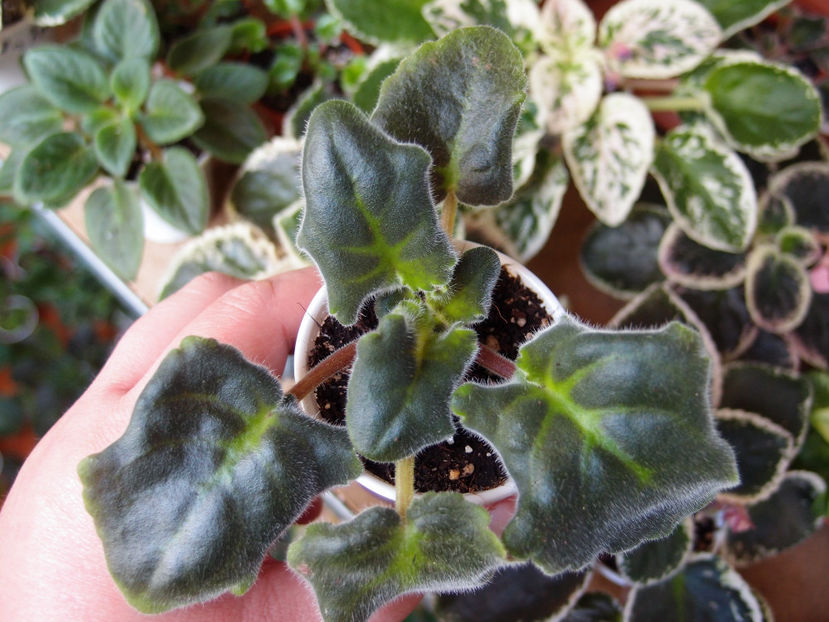 P4244147 - SM Tanec Galaktik - Dance of Galaxies