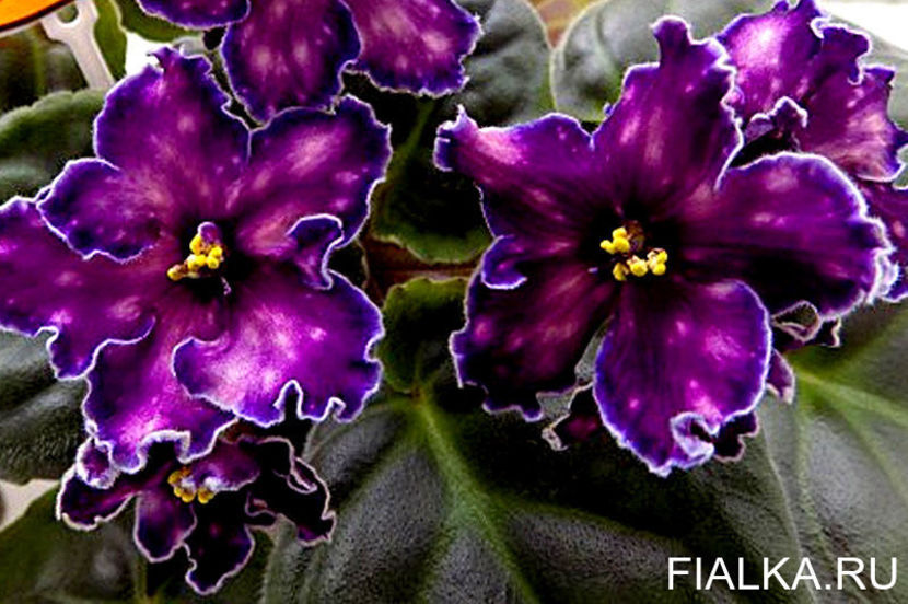 poza net - SM Tanec Galaktik - Dance of Galaxies