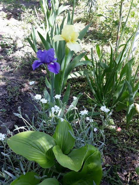  - 2018 - În grădină