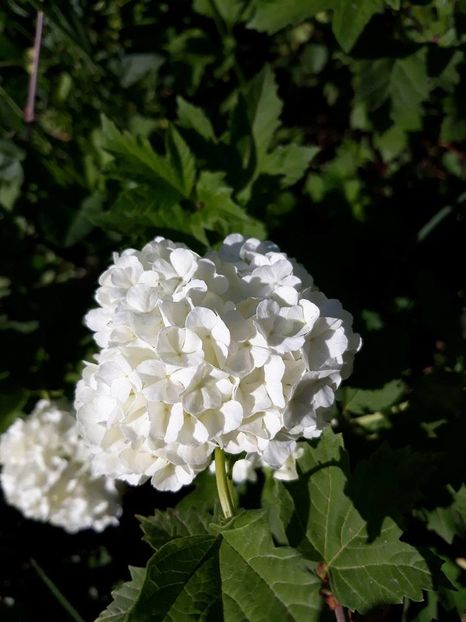  - 2018 - În grădină