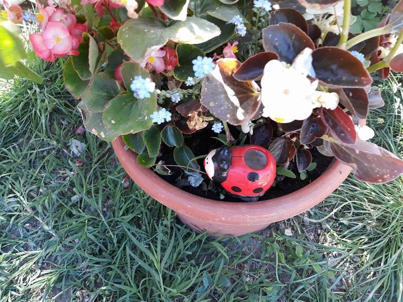  - 2018 - În grădină